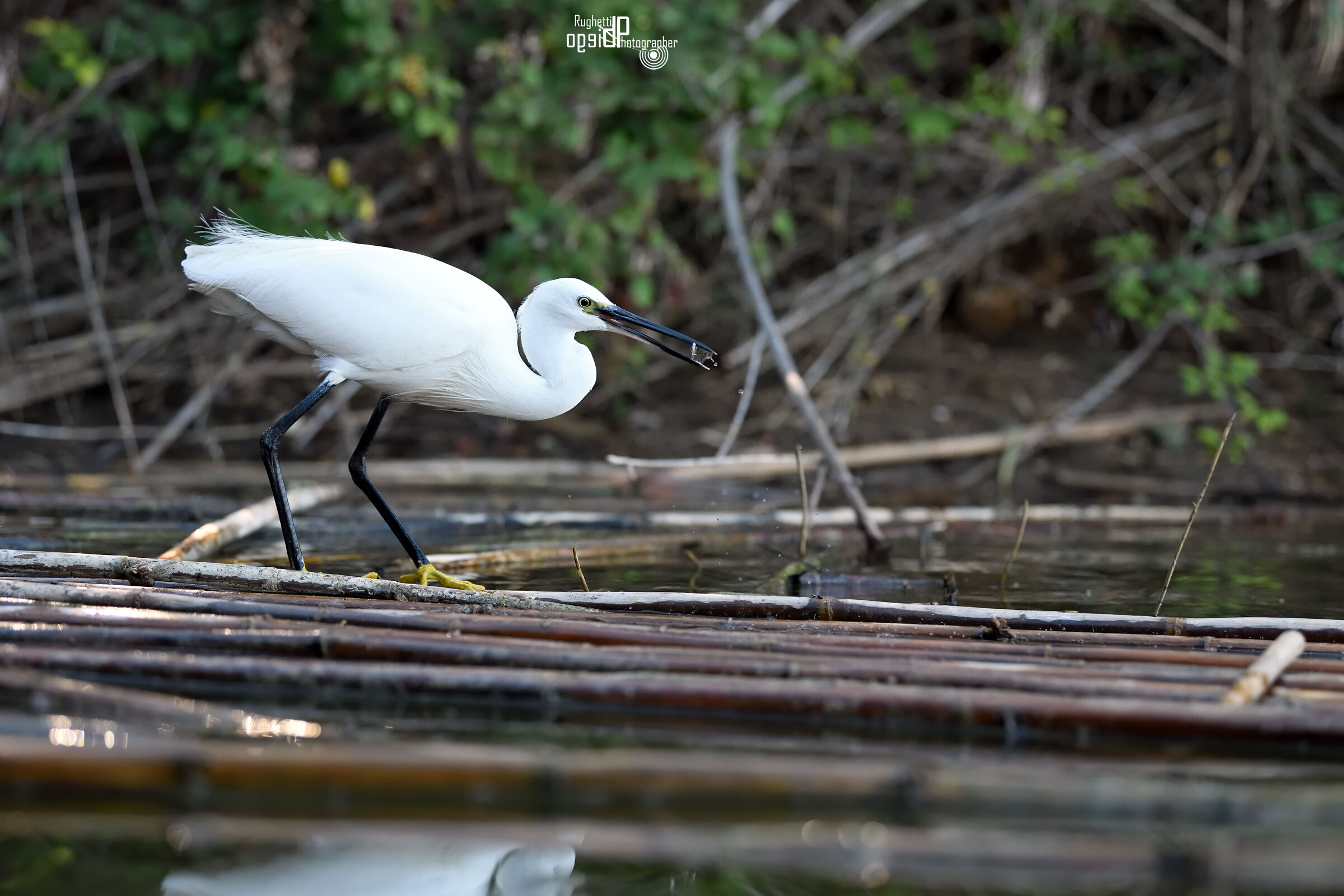 Egret with prey