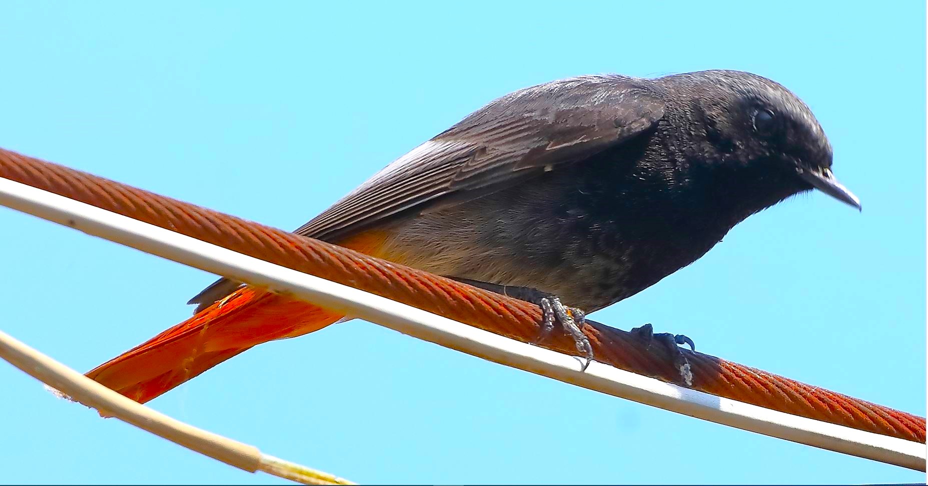 Codirosso 01-06-2023