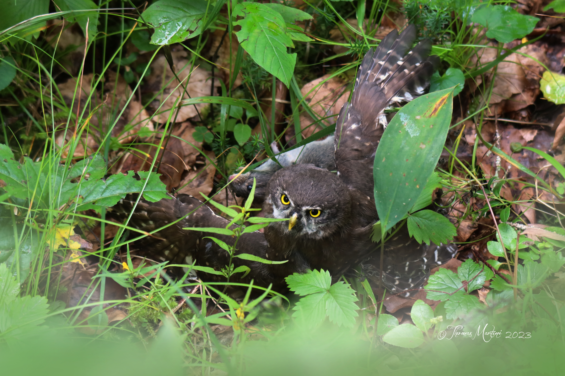 Civetta Nana con preda
