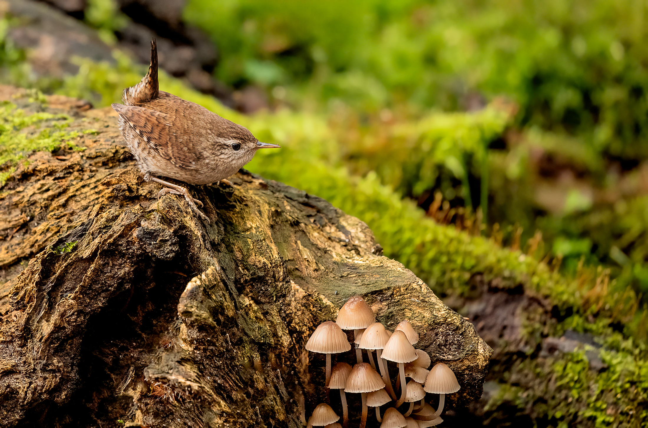 Wren with mushrooms