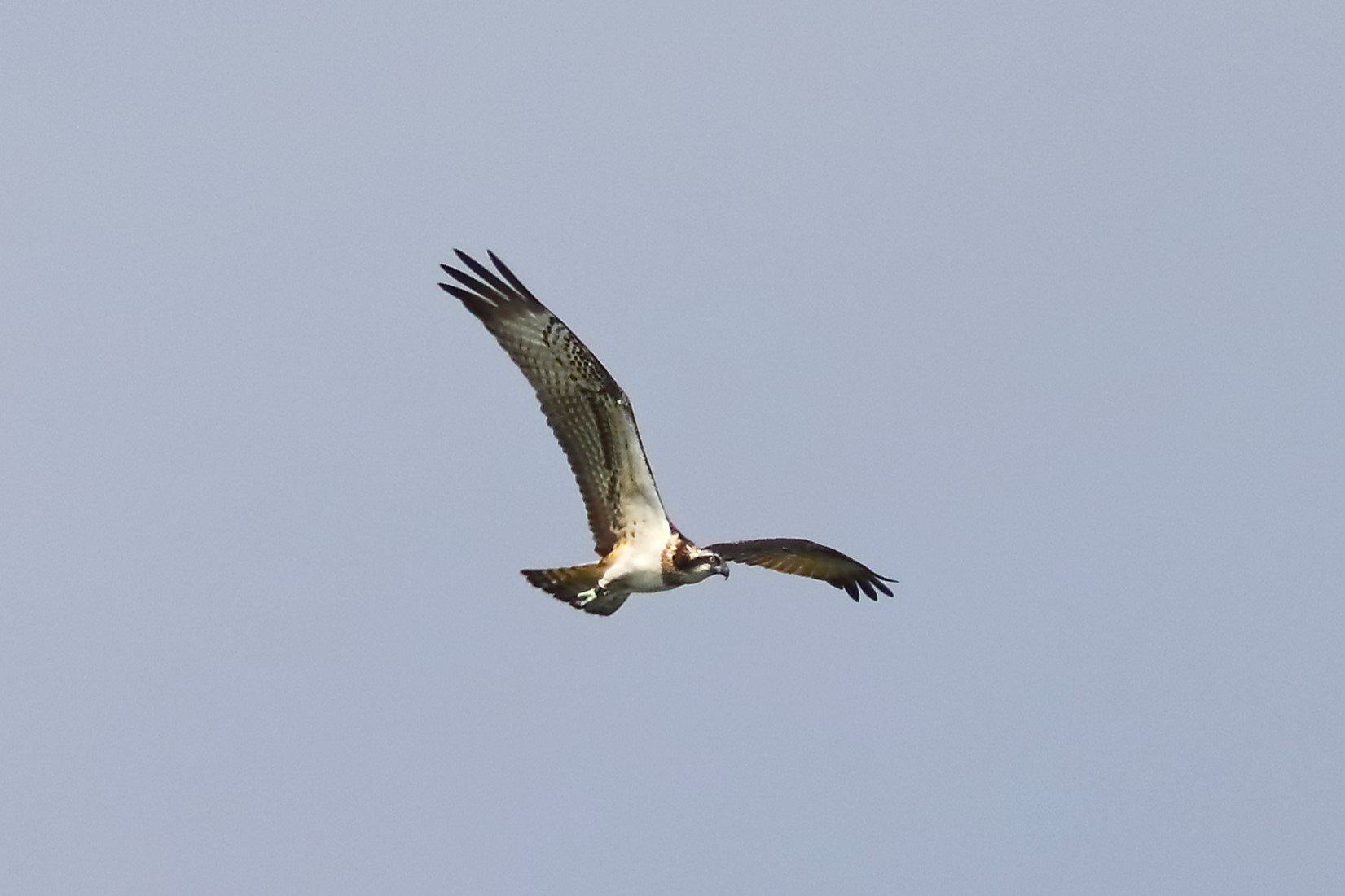Osprey 04-09-2023