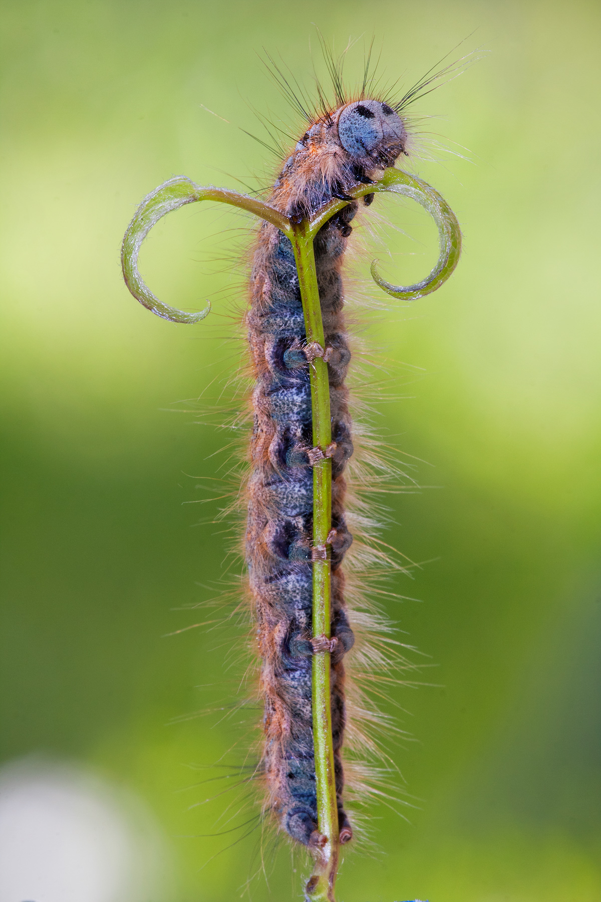 Malacosoma neustria with a mustache
