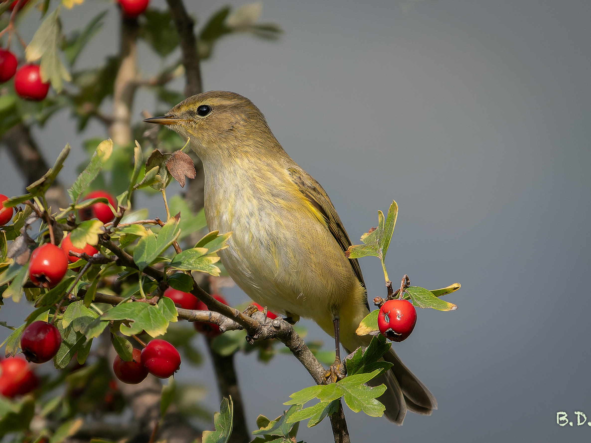 Phylloscopus collybita