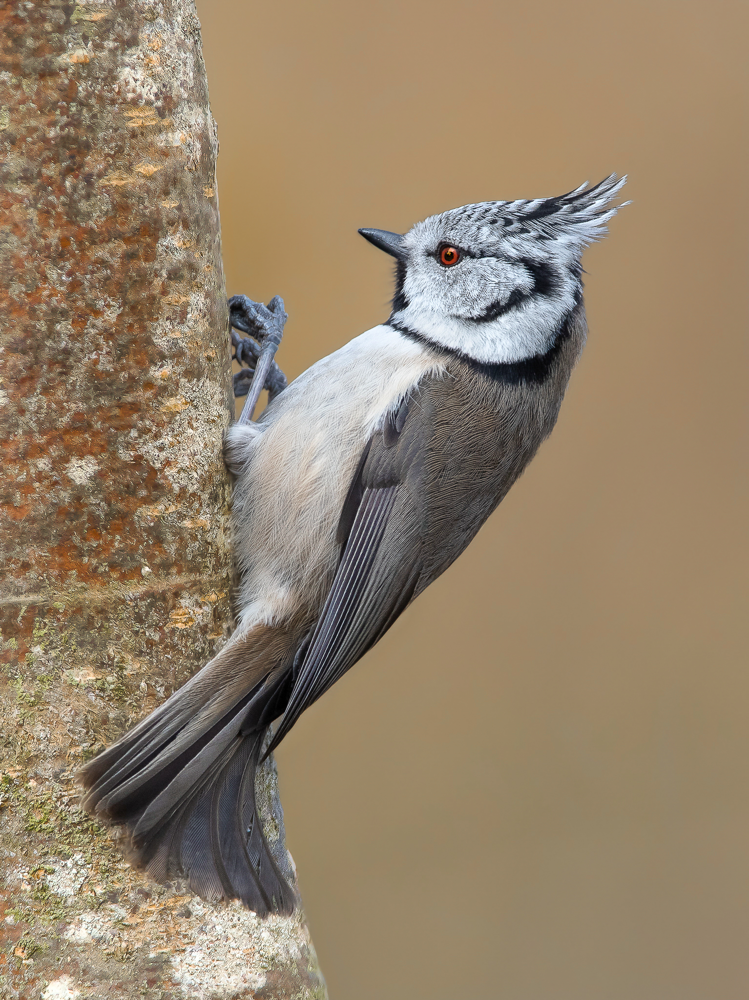 Sedentary and dispersive Tufted