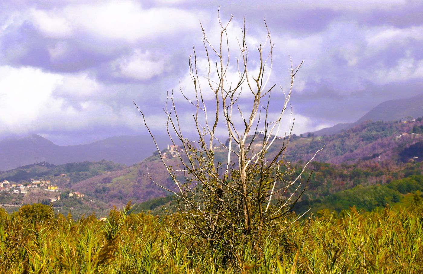L'albero spoglio