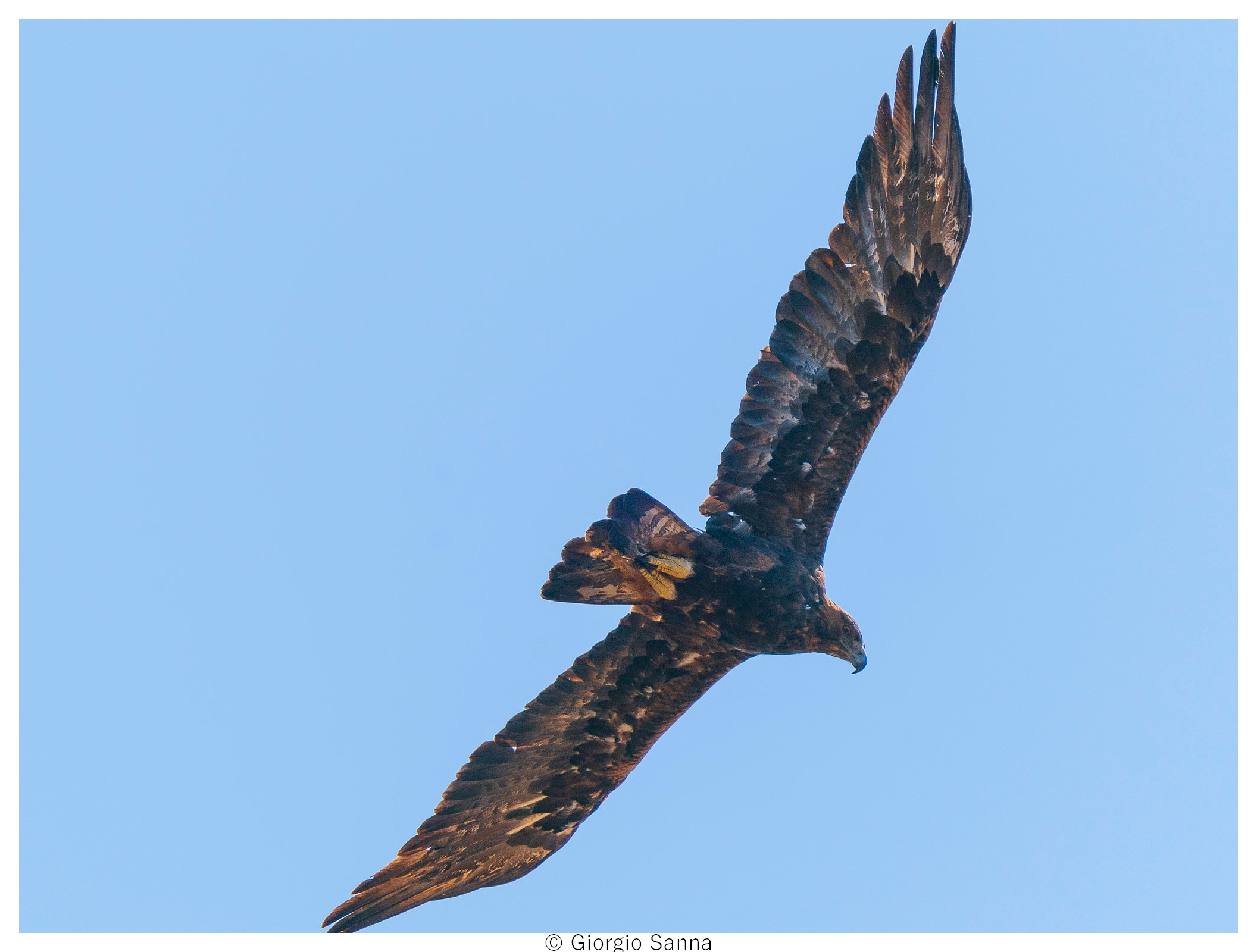 Golden eagle