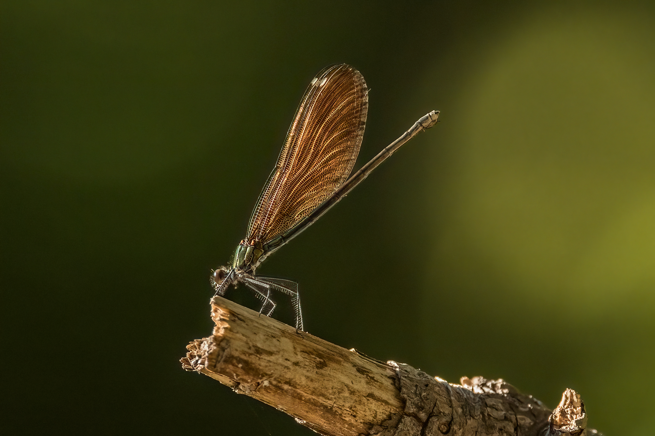 Libellula