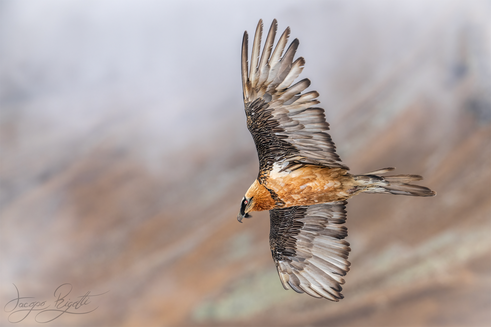Bearded vulture in the fog