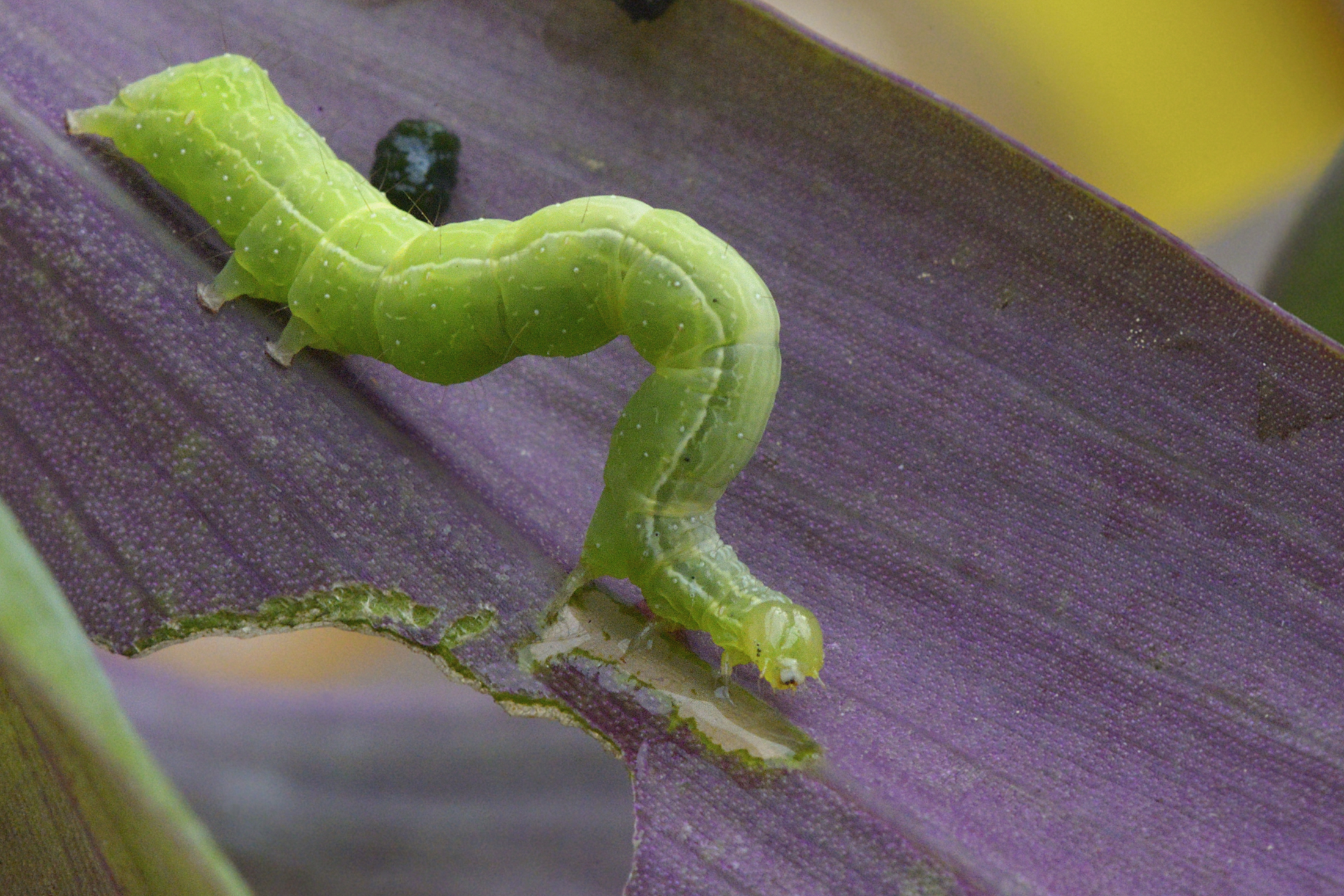 The caterpillar's meal