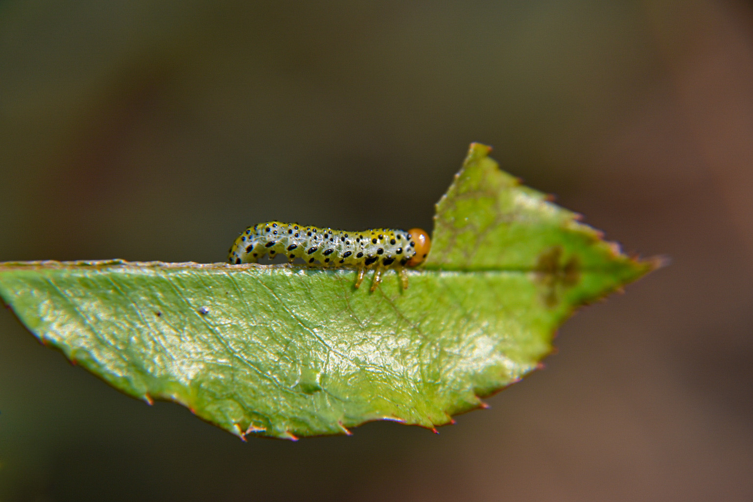 Eating methodically ...