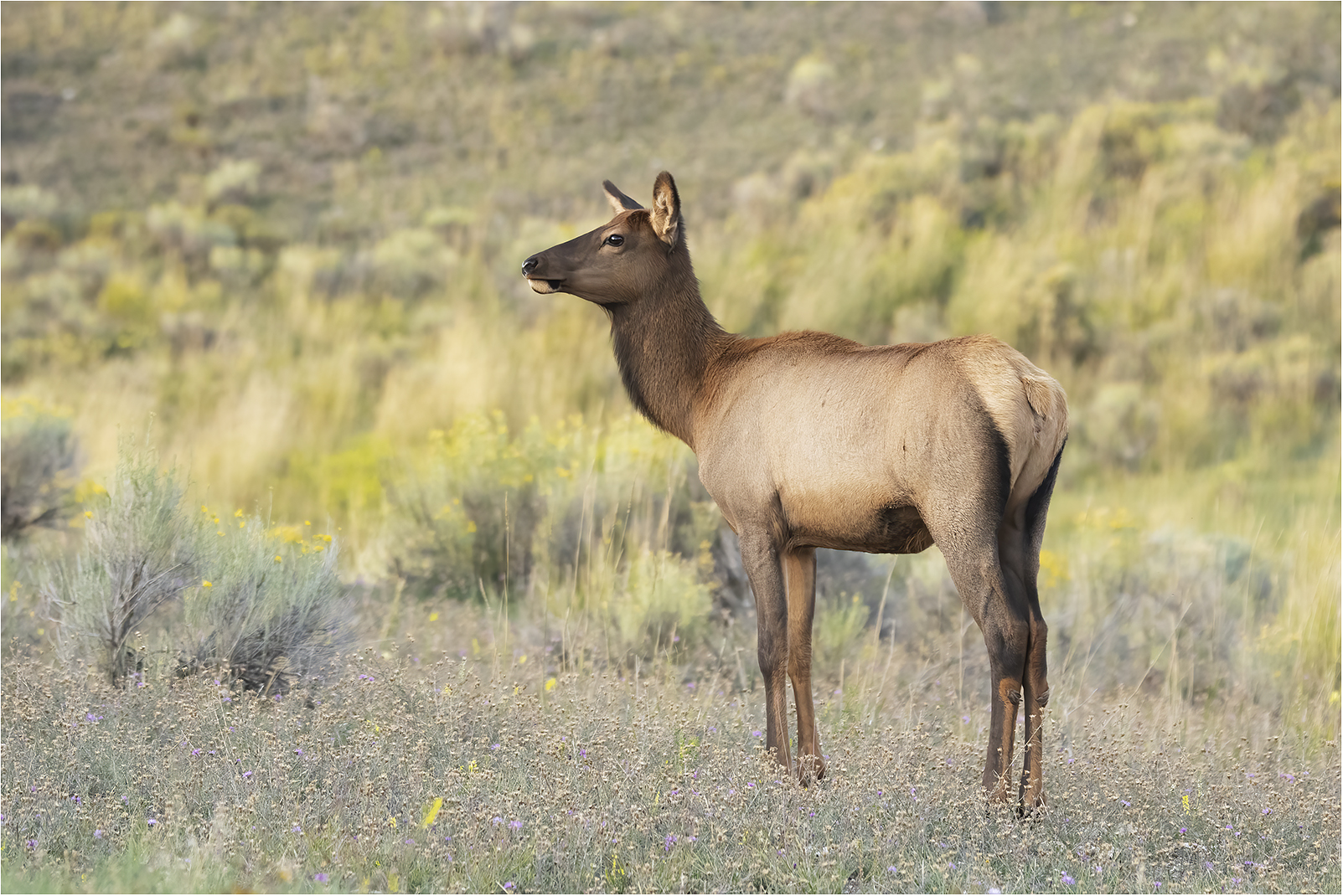 Cervo wapiti - Yellowstone National Park