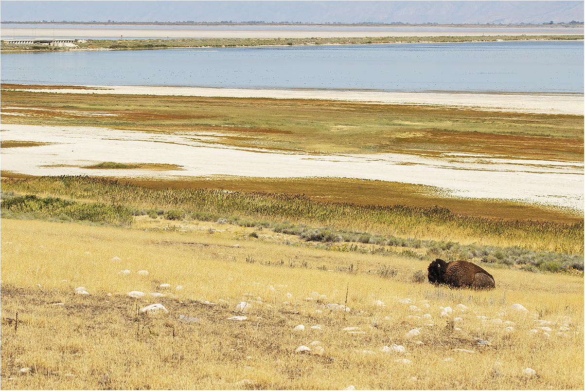 Bisonte solitario a Antelope Island State Park
