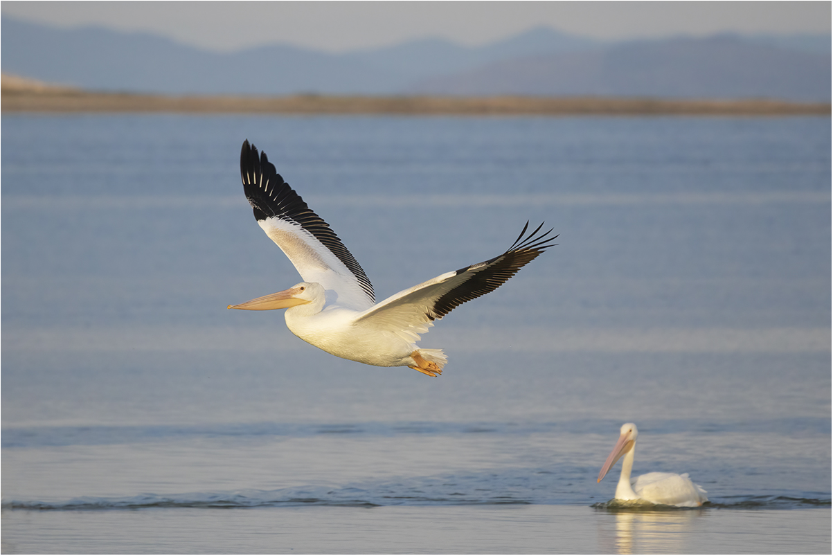 pellicani a Antelope Island State Park