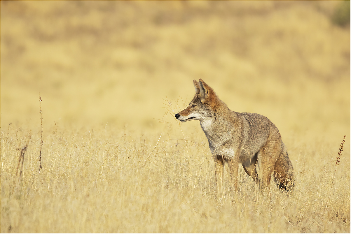 coyote a Antelope Island State Park