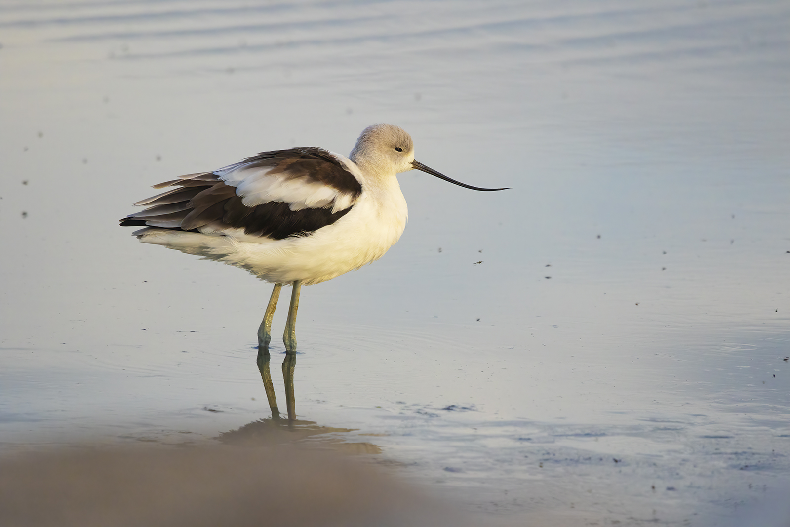 Avocetta americana: Antelope Island State Park