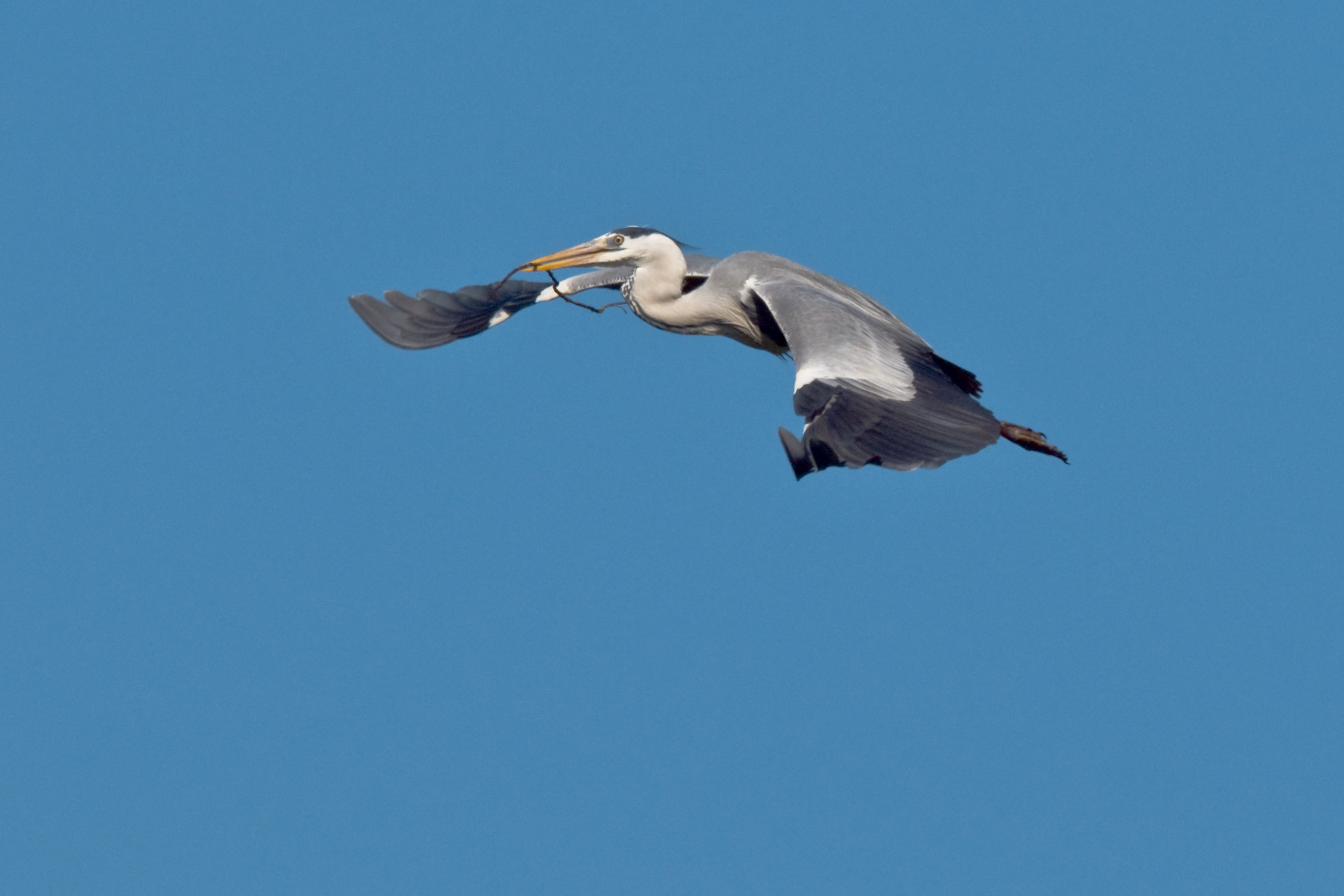 Grey Heron in flight