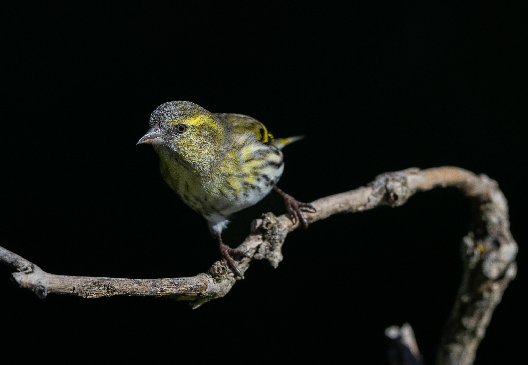 Lucherino, manifests a marked sociability.