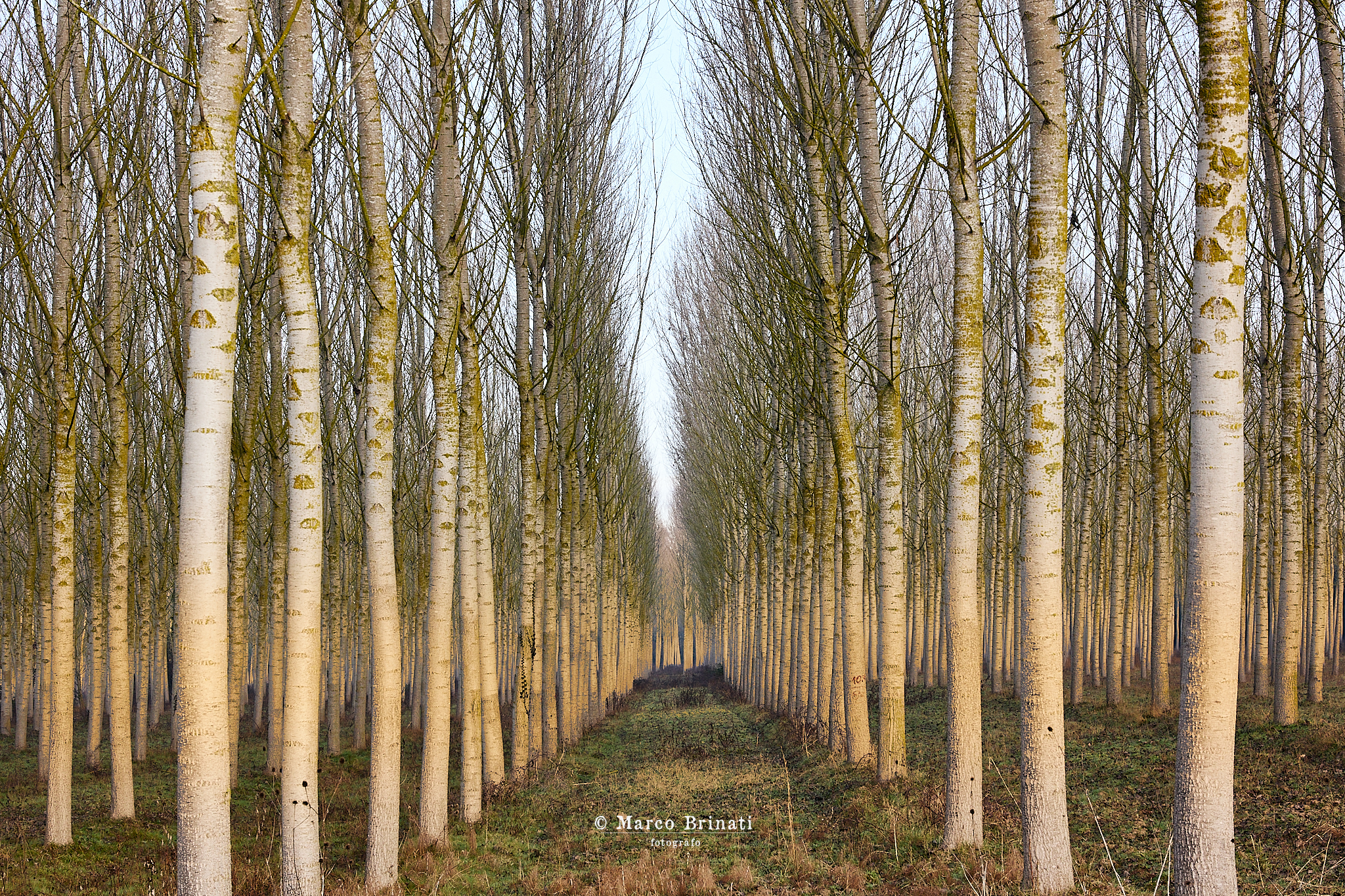 La pioppeta di Vecchiano...