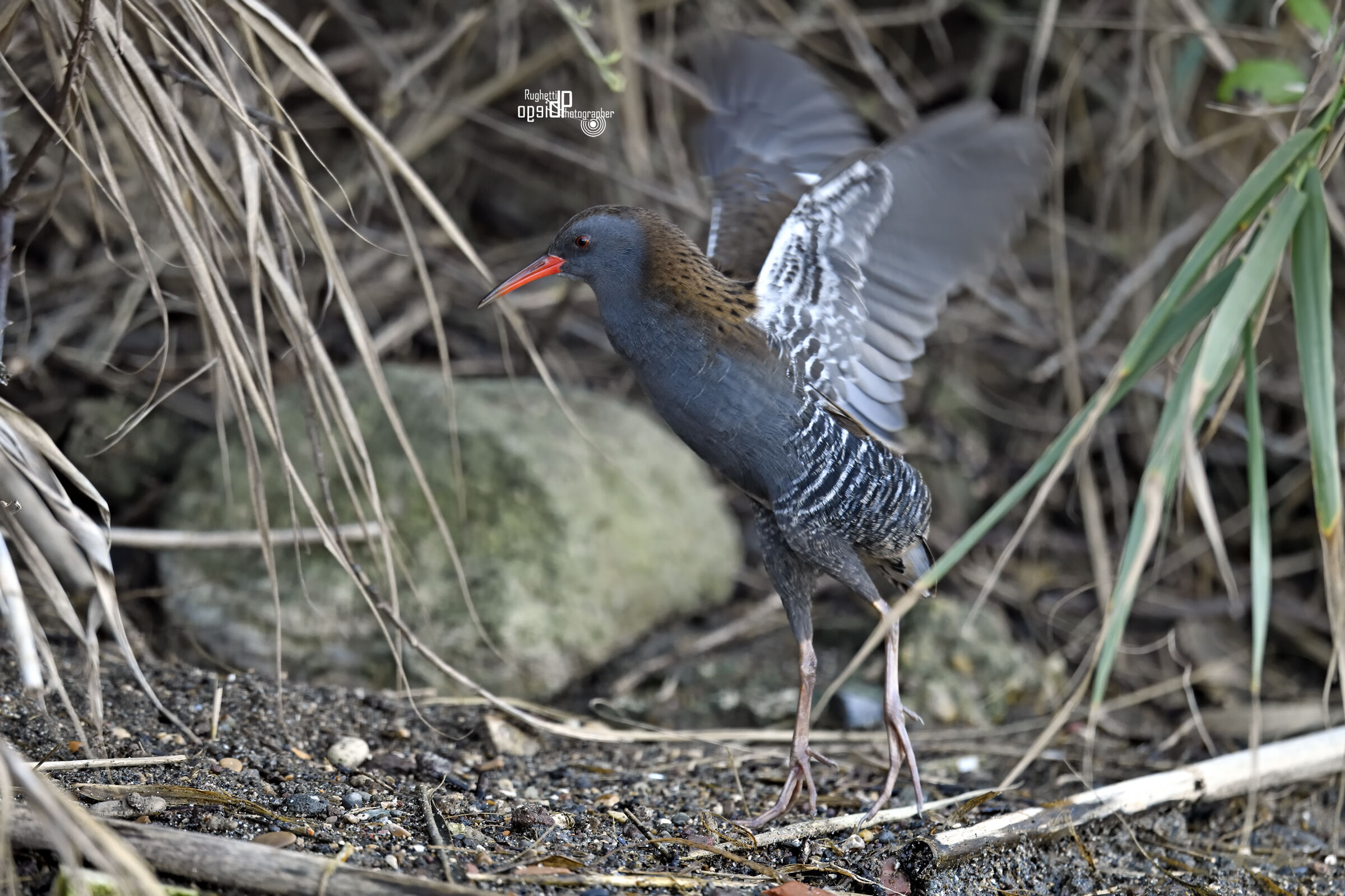 Water rail