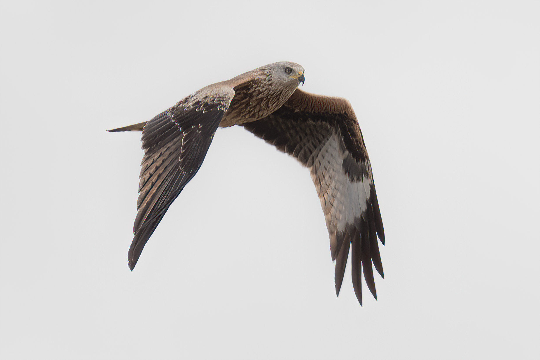 Andalusia, Parco Naturale di Donana. Nibbio Reale