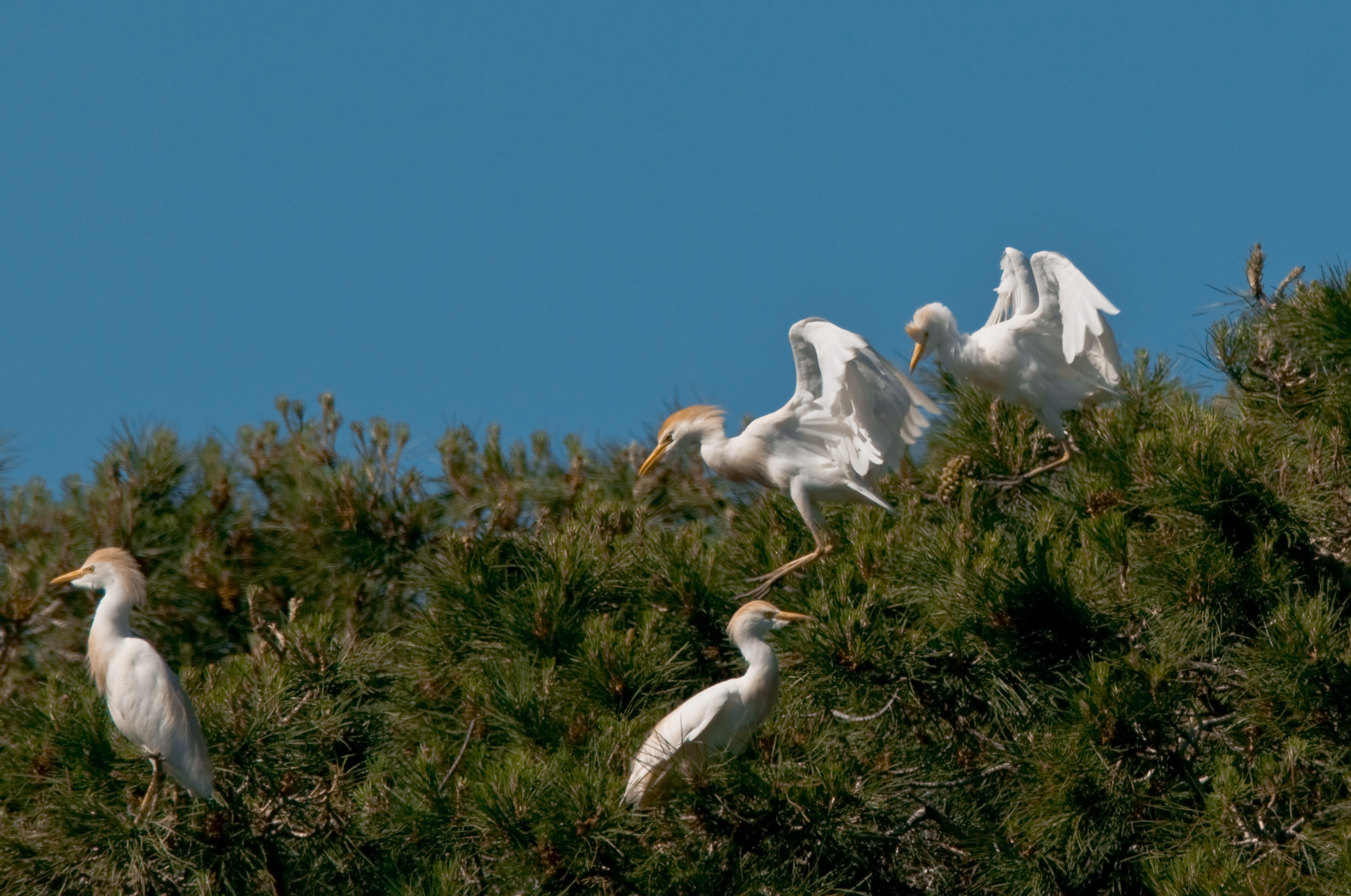Cattle Egret