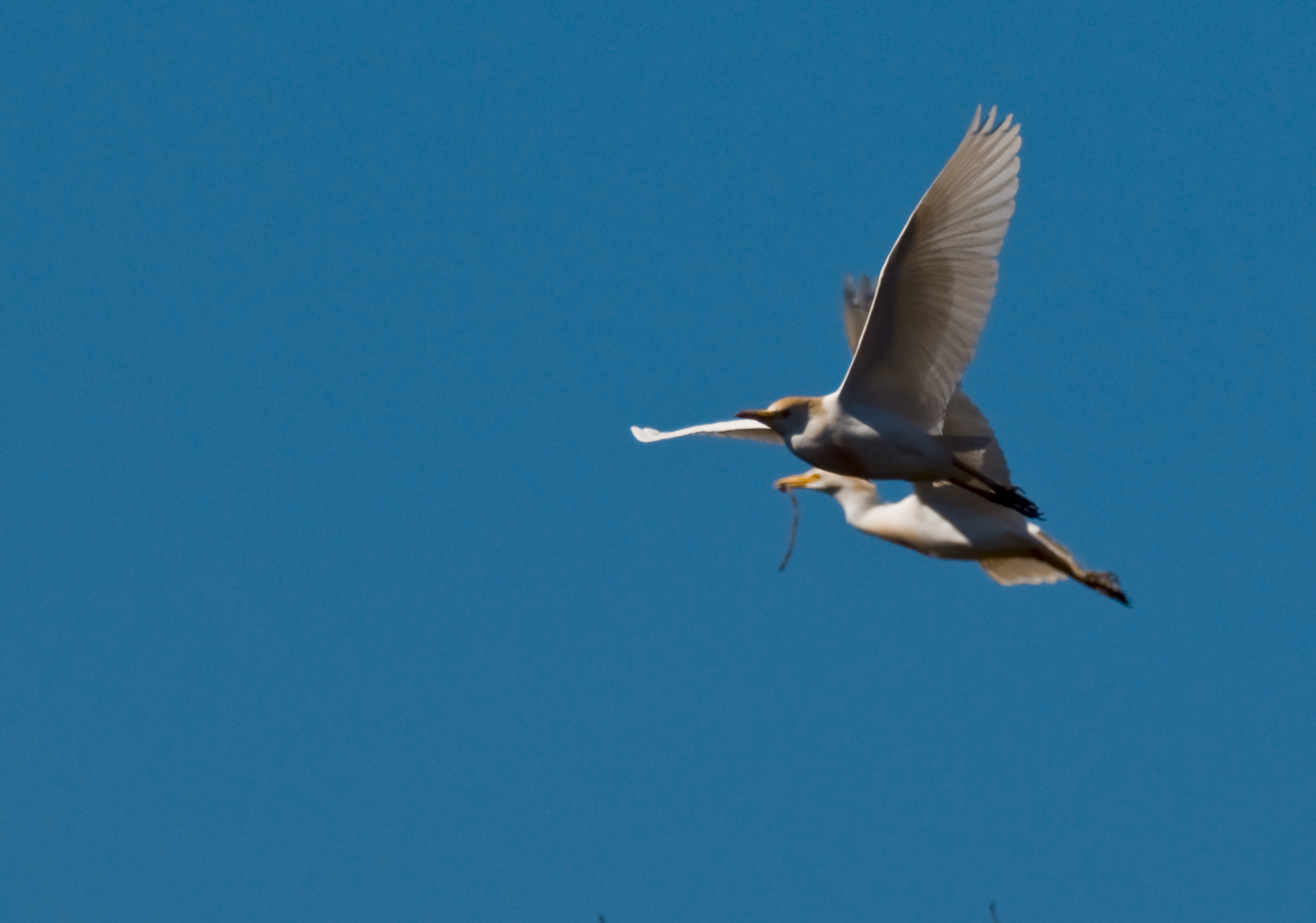 Cattle Egret