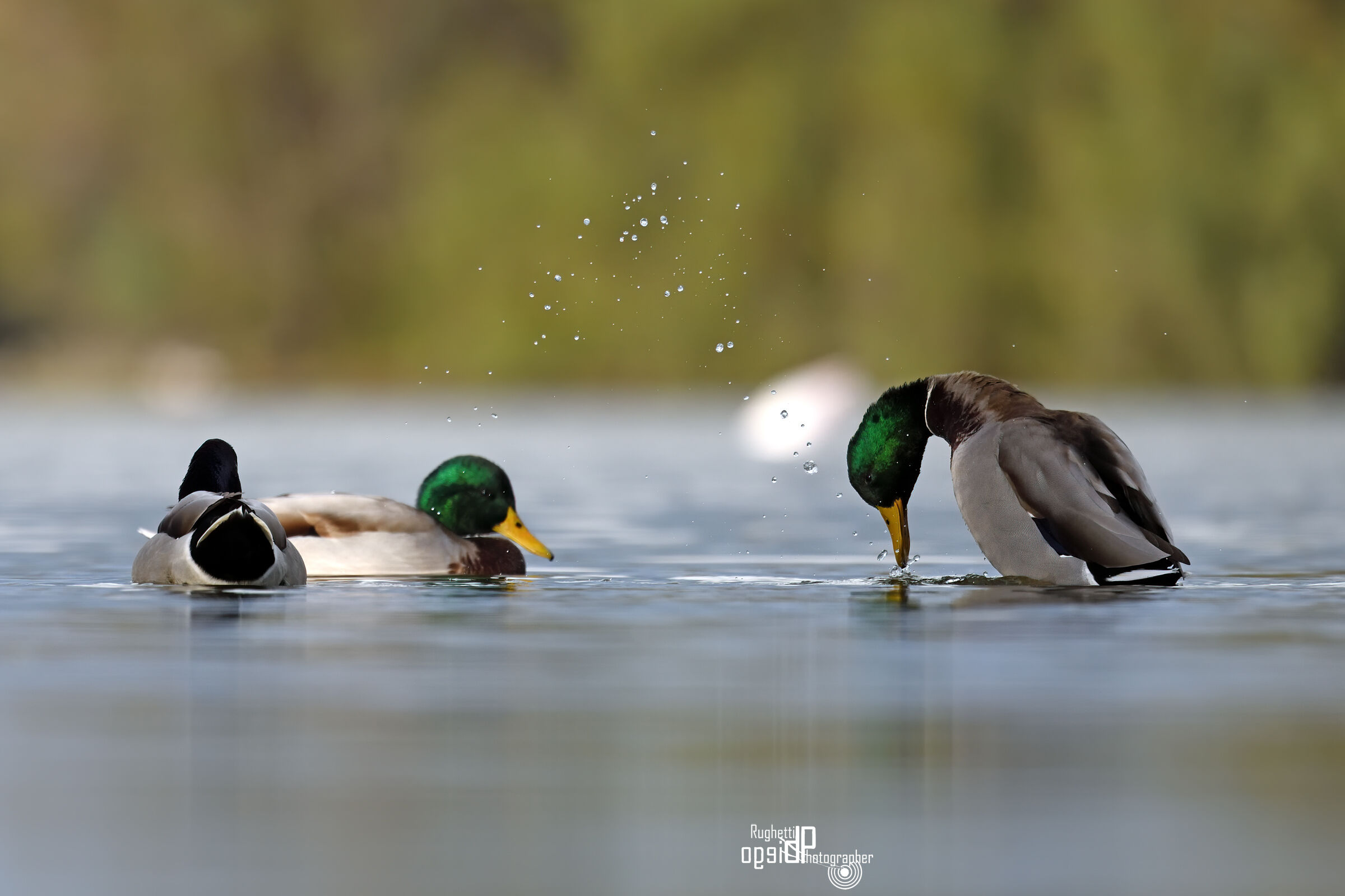 Mallard