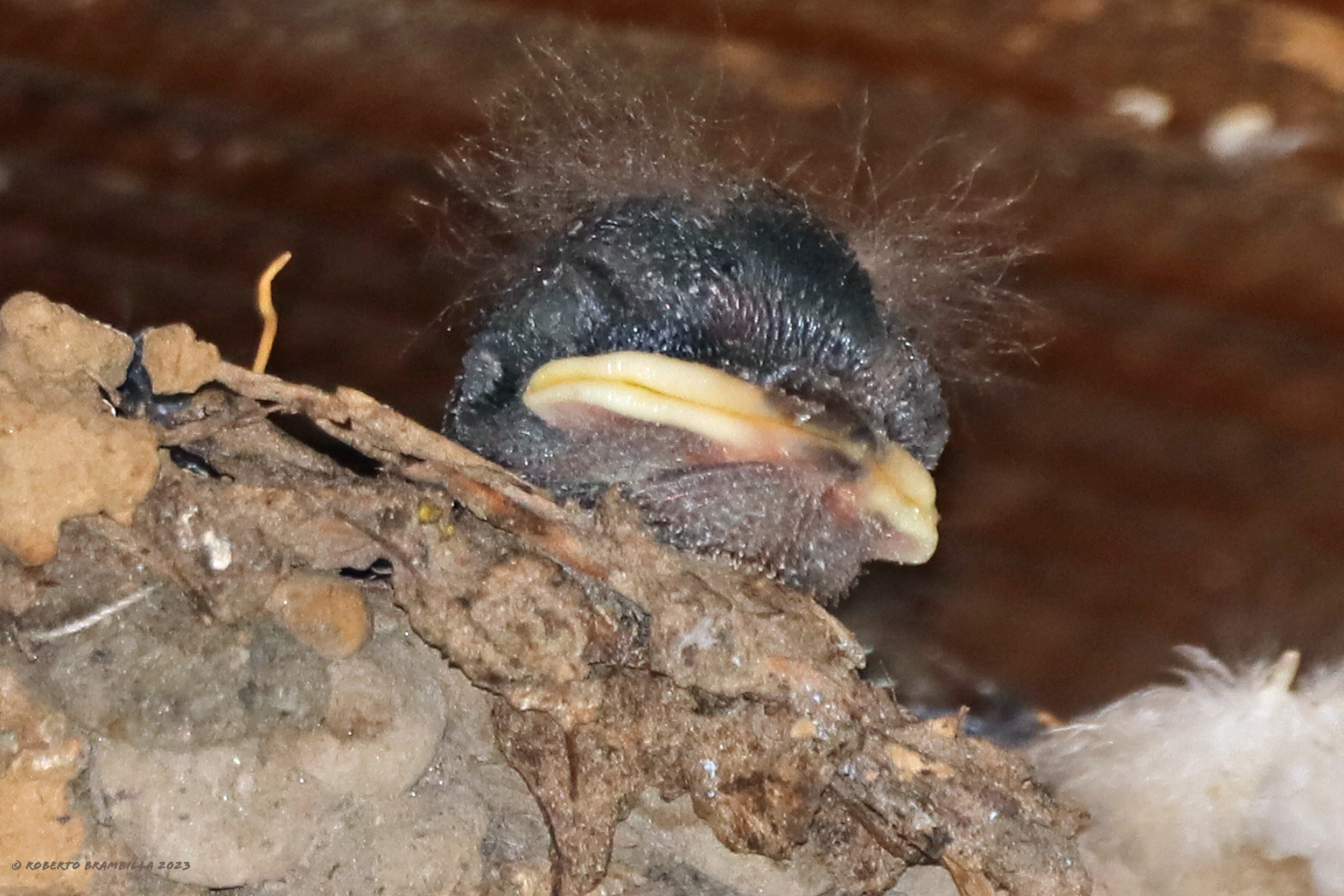 Plucked...... Swallow