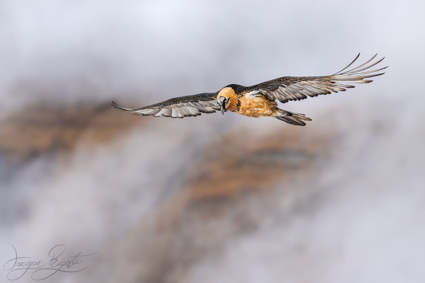 Bearded vulture on patrol