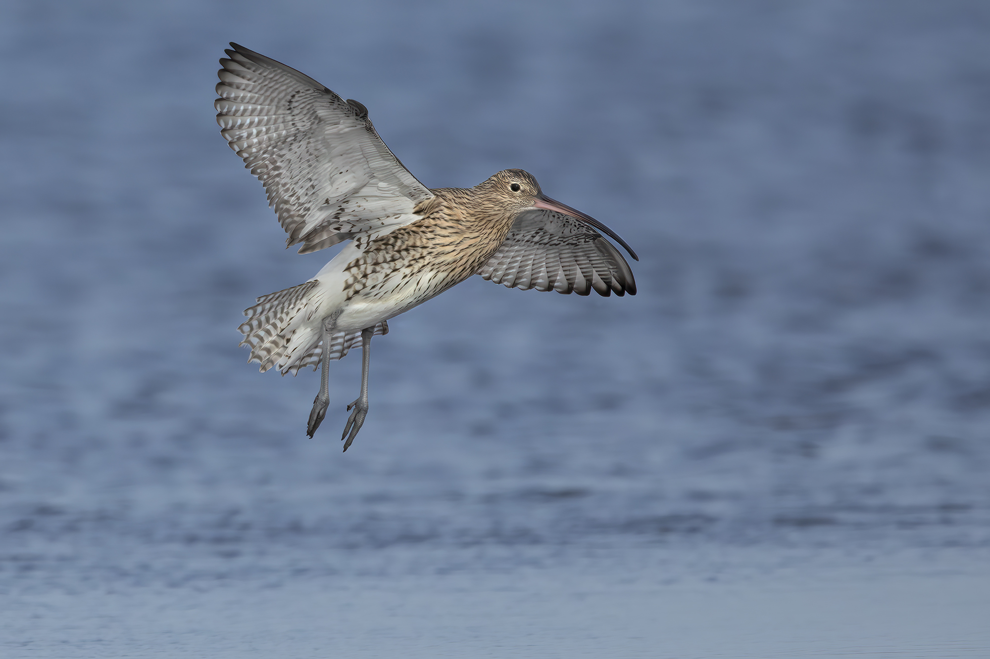 Curlew (Numenius arquata) on the fly