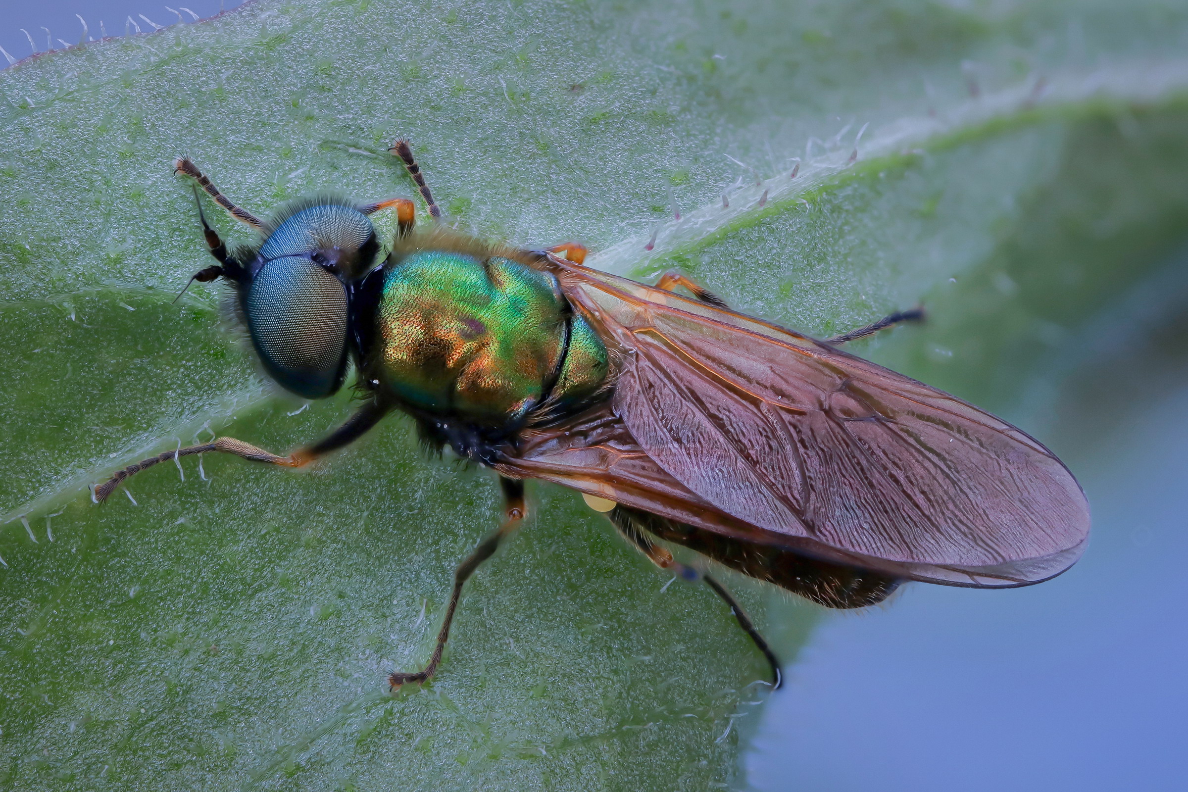 Chloromyia formosa
