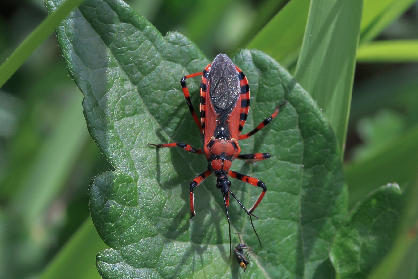 Rhynocoris sp.