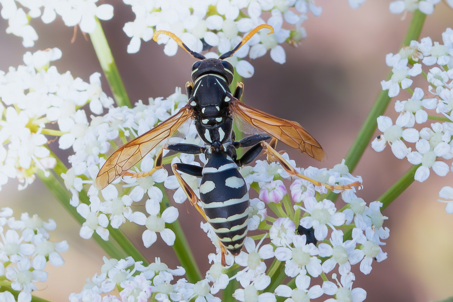 Polistes sp. z o.o.