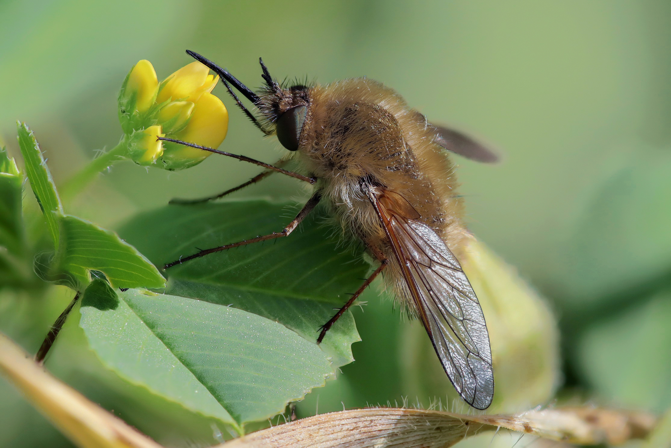 Bombyliidae sp. z o.o.