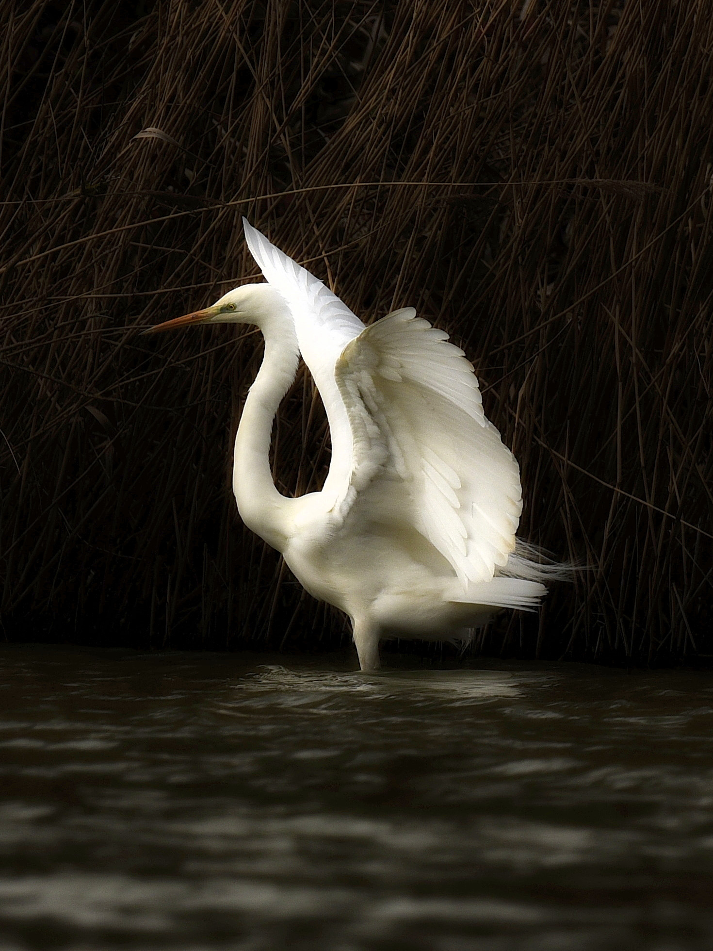 A shot fished out from 2020, White Heron