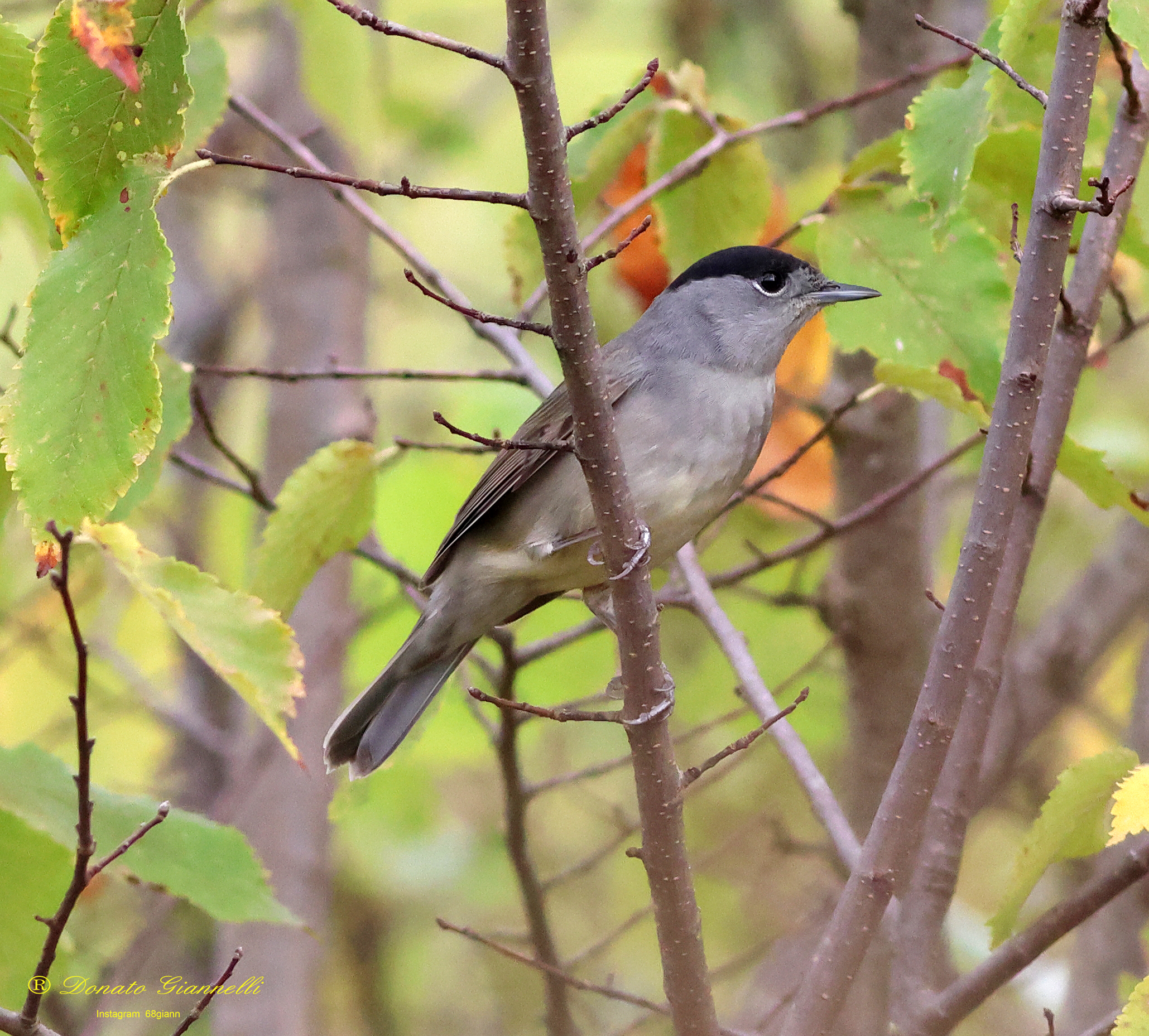 Blackcap