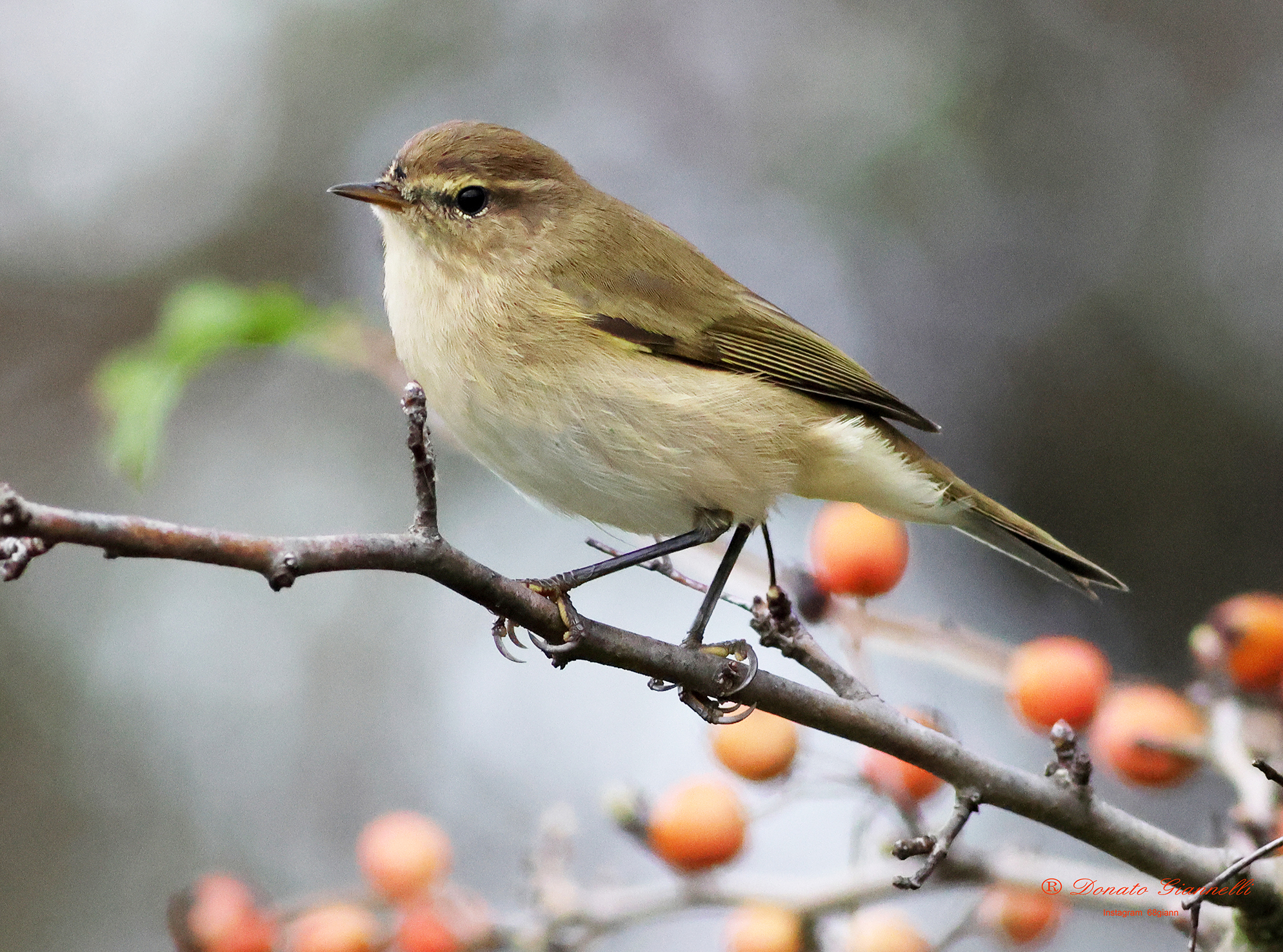 Chiffchaff