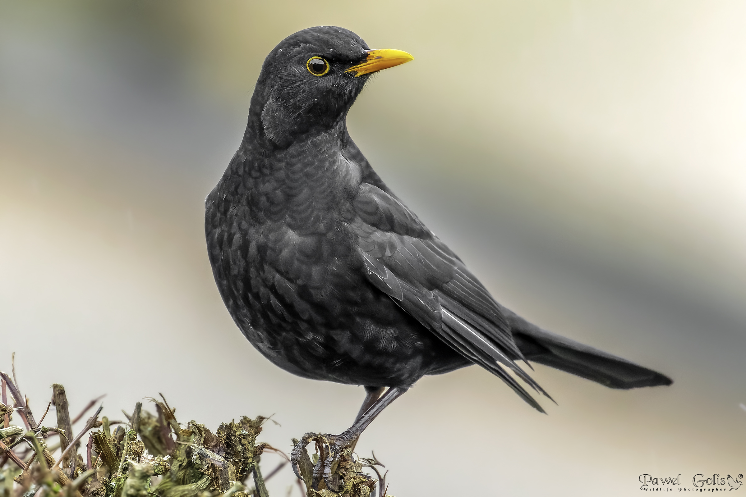Merlo comune (Turdus merula)