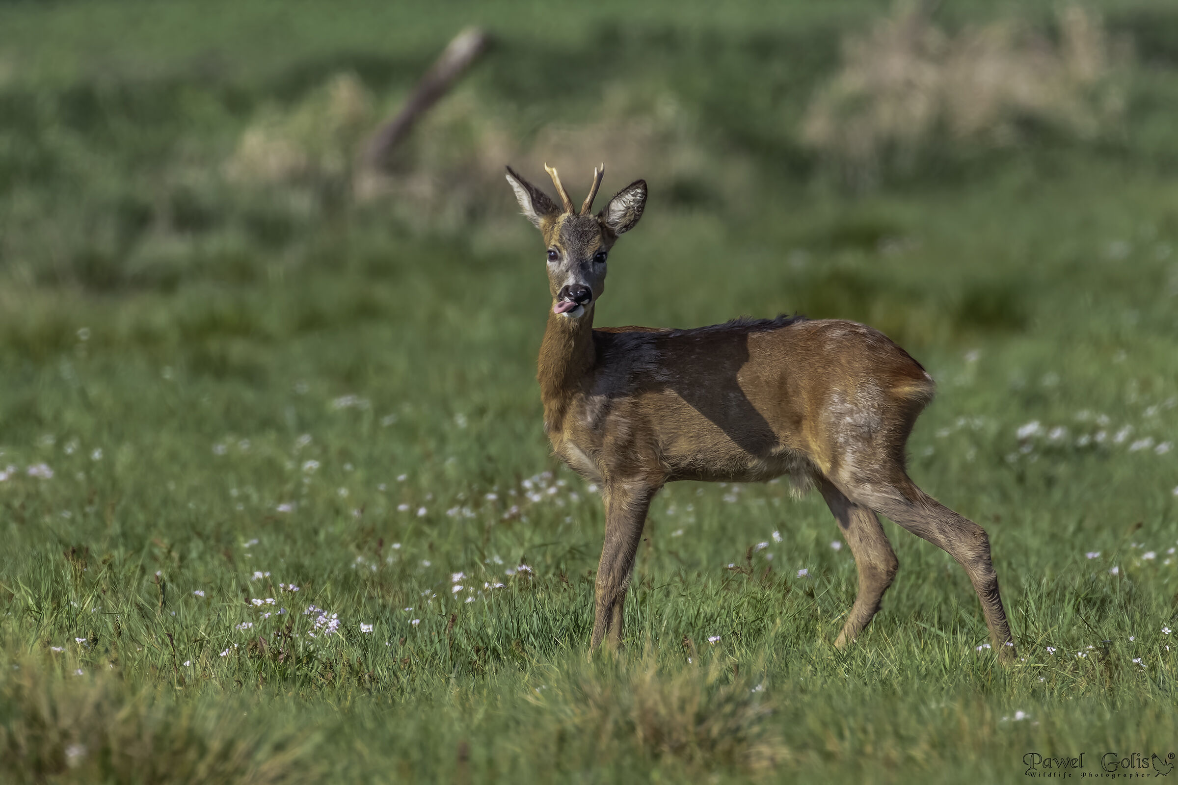 Capriolo (Capreolus capreolus)