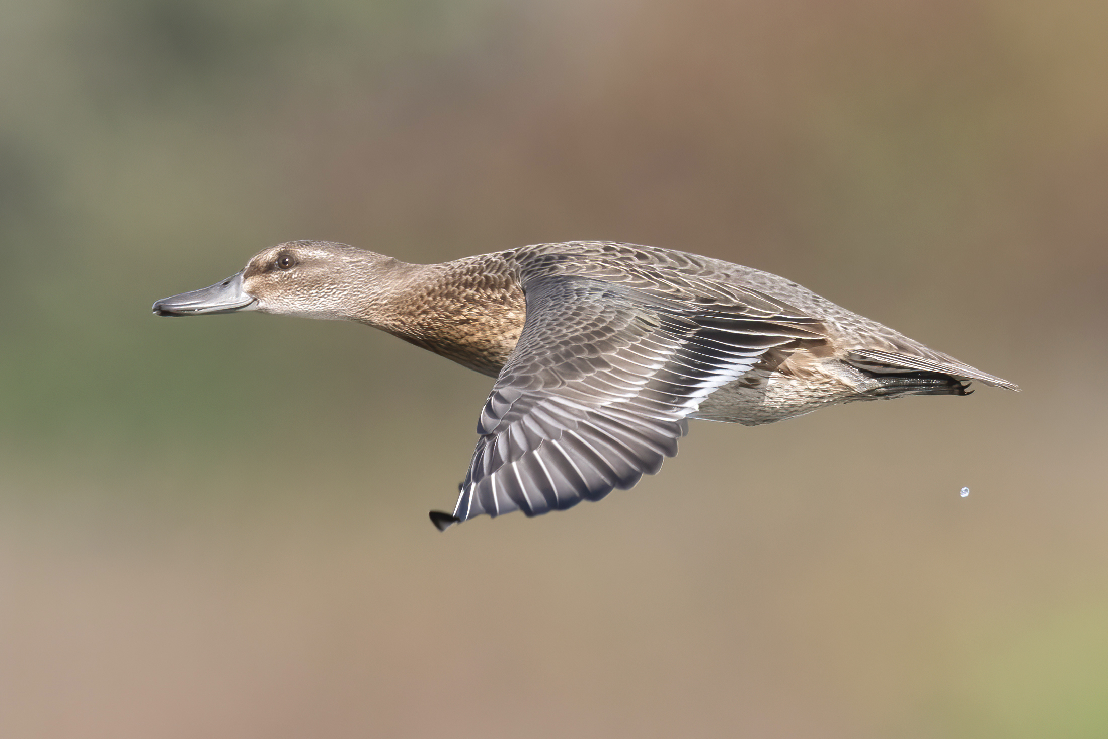 Garganey