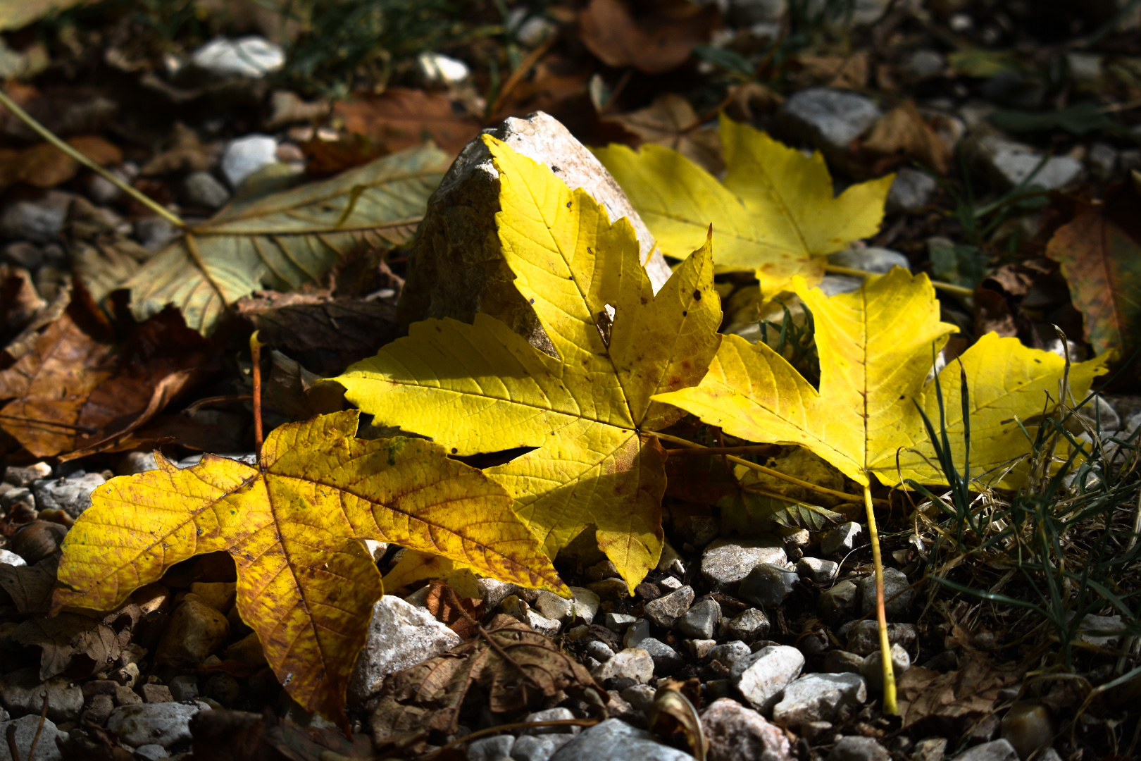 Welcome back autumn...
