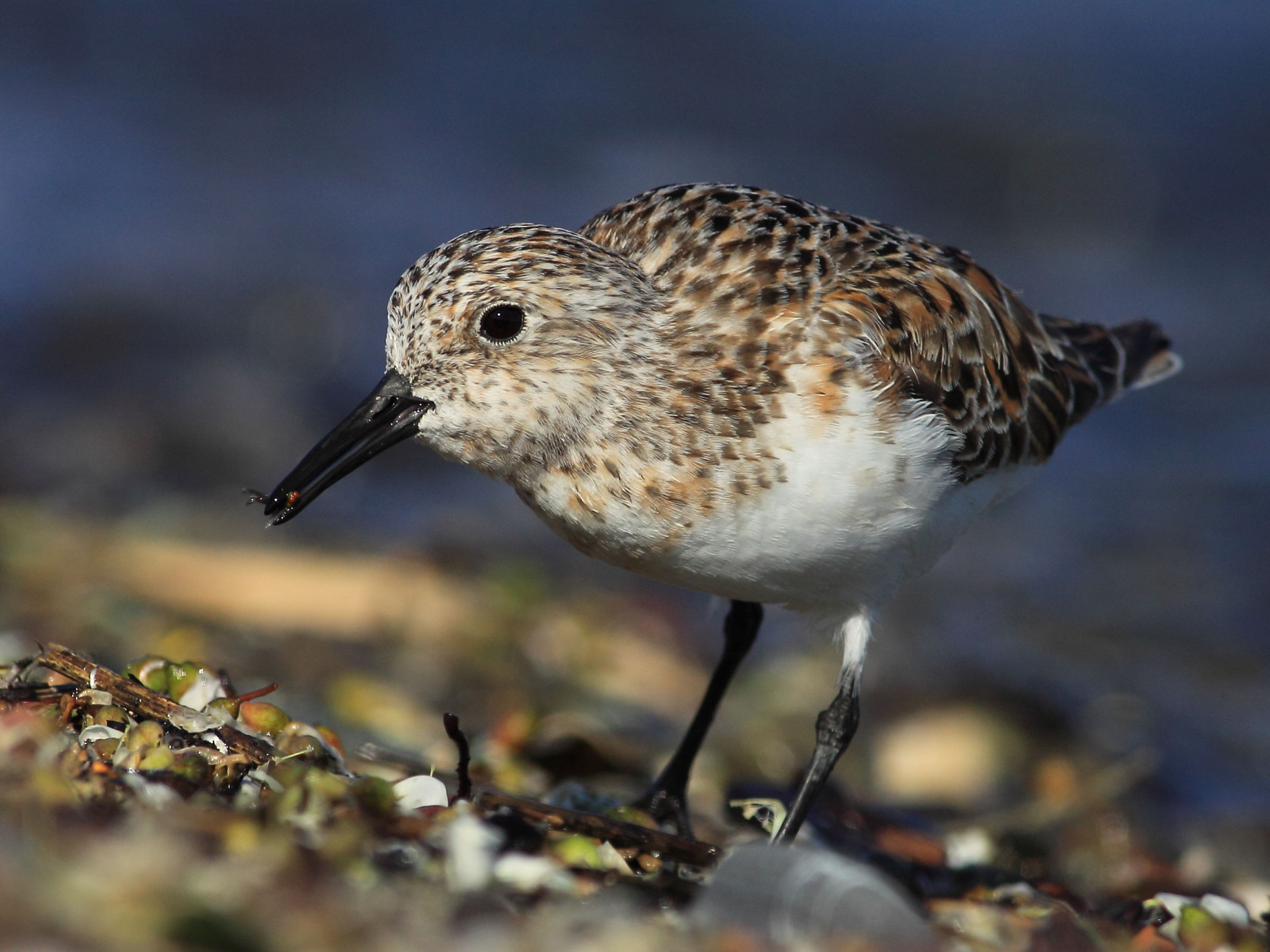 Piovanello tridattilo