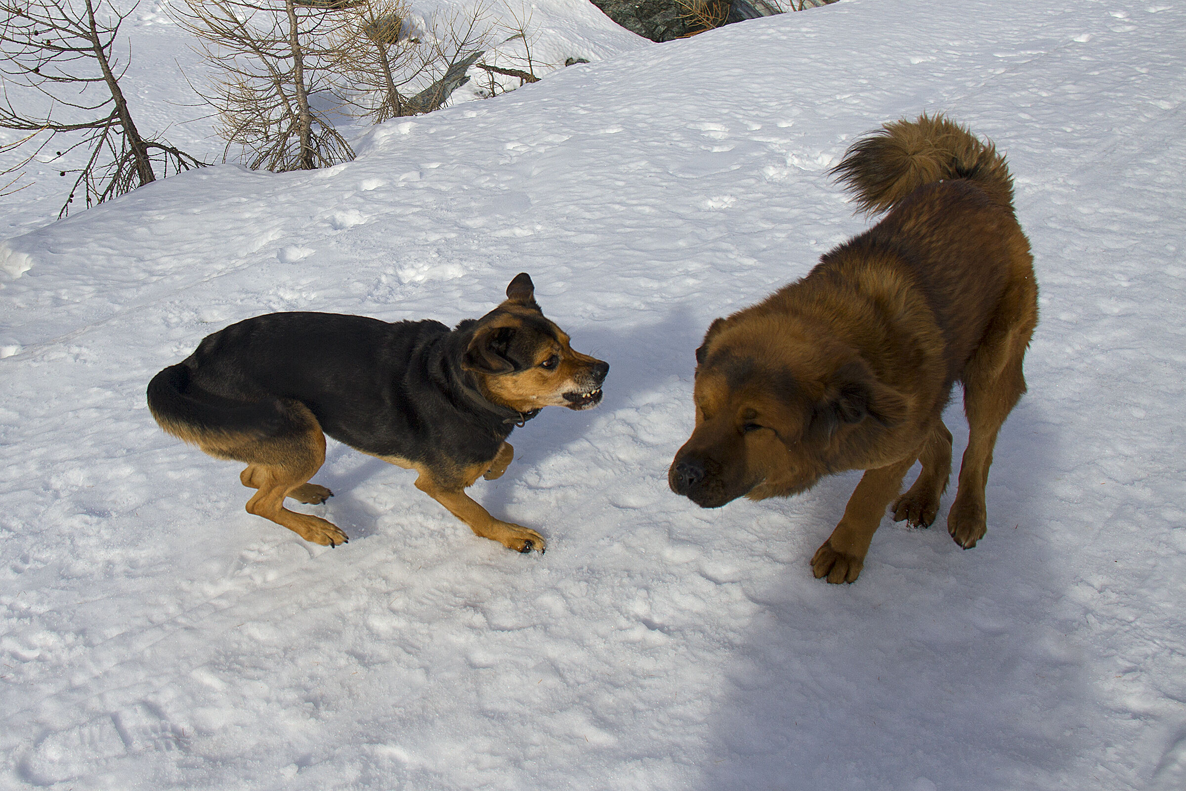 Ira - I'm not afraid of big males.