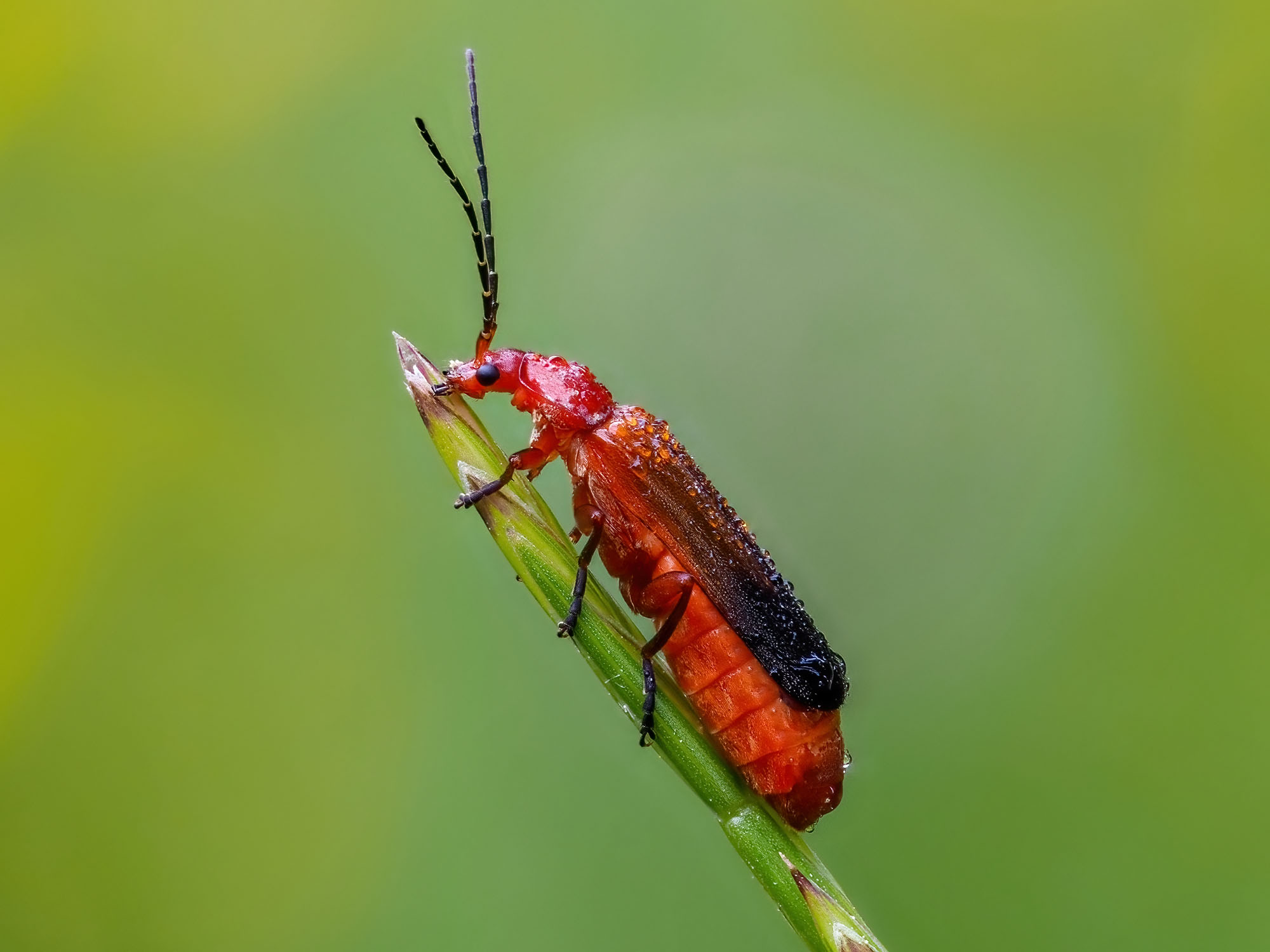Coleoptera