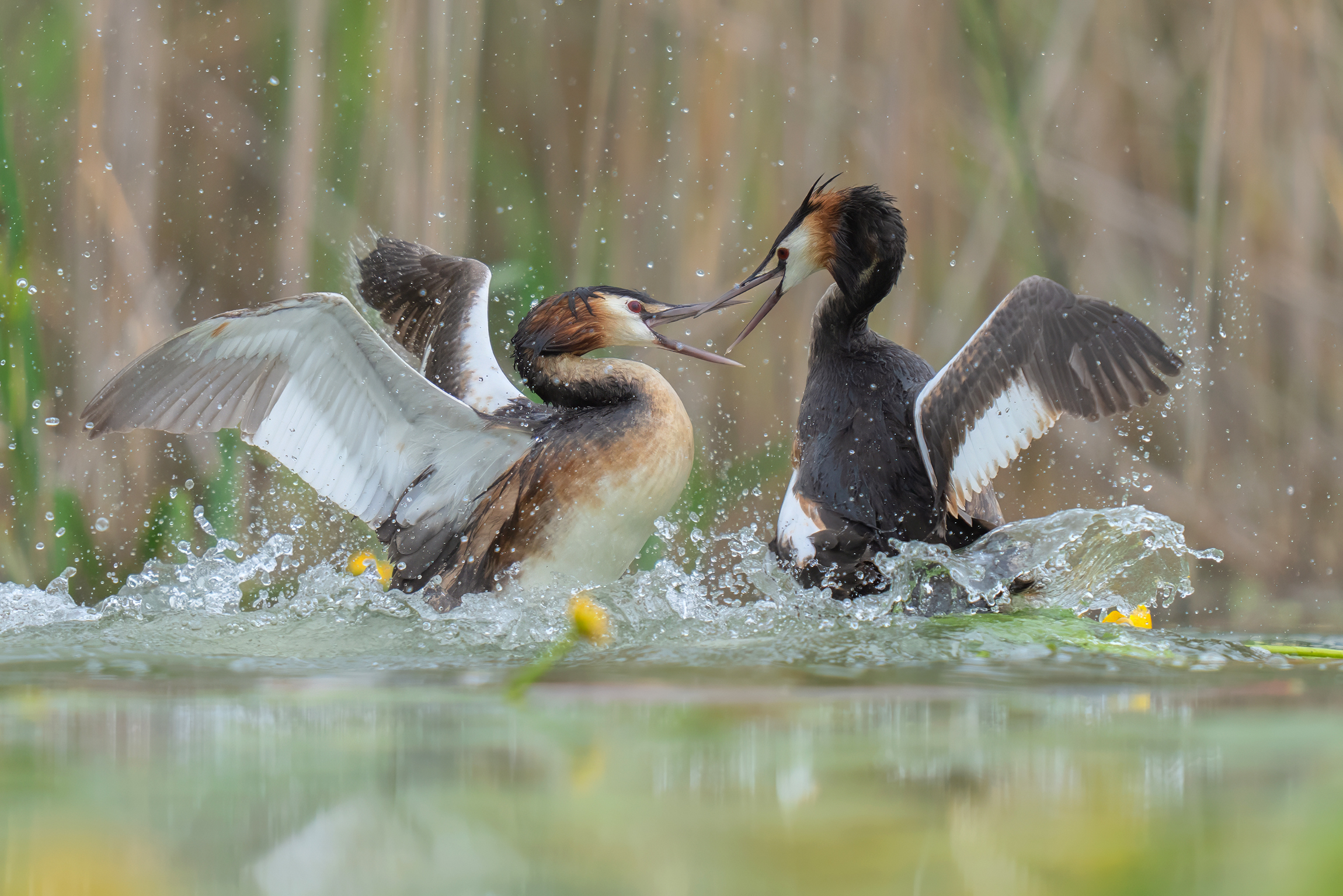 Dispute territoriali