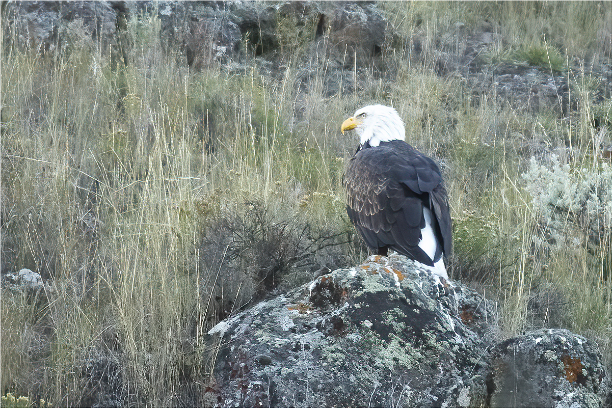 il simbolo degli Stati Uniti: aquila calva