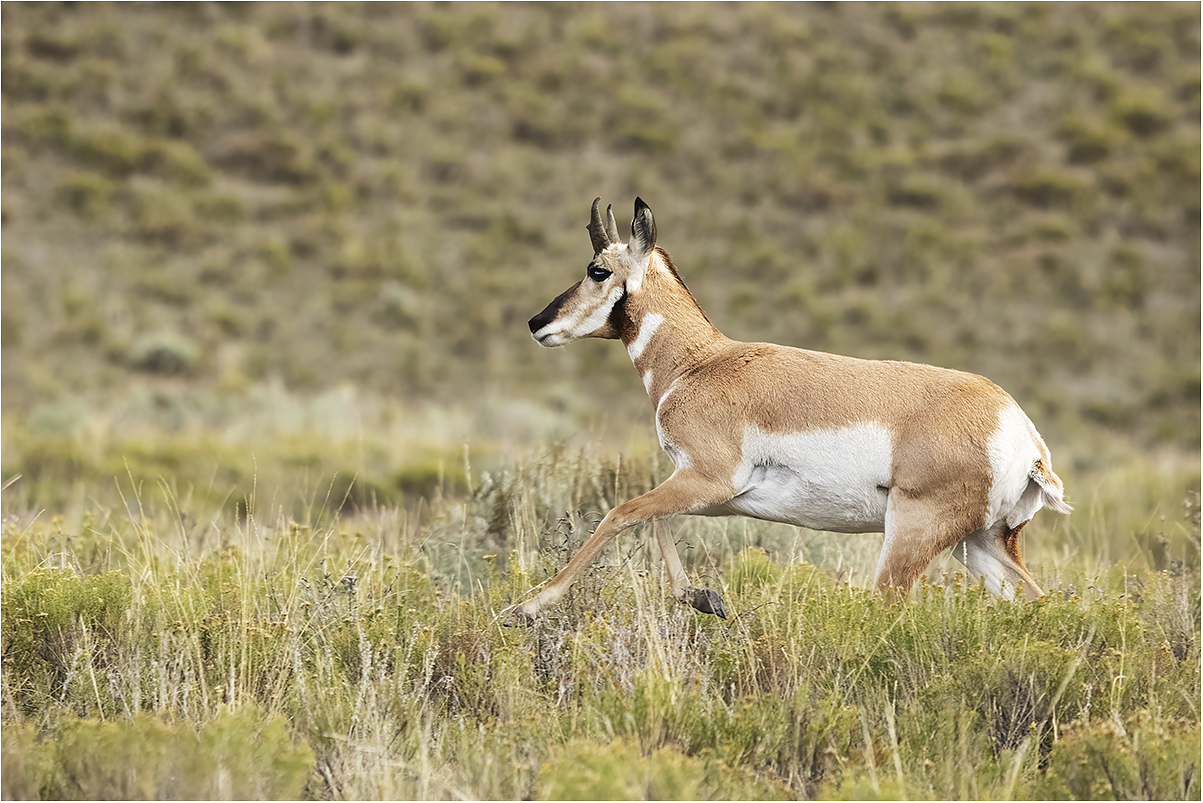 antilocapra in corsa