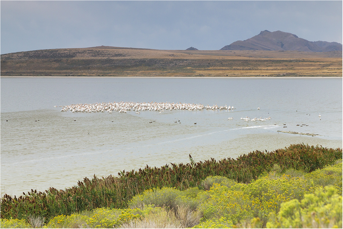 pellicani al risveglio