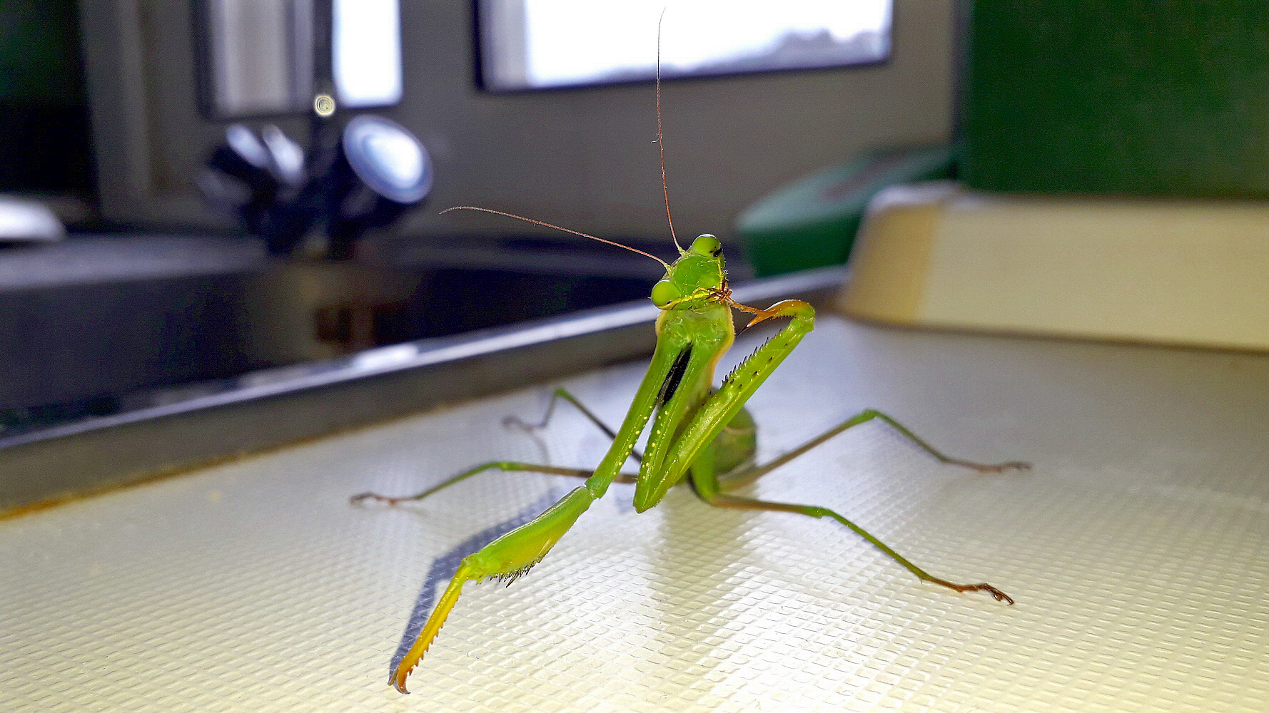 L'igene prima di tutto!