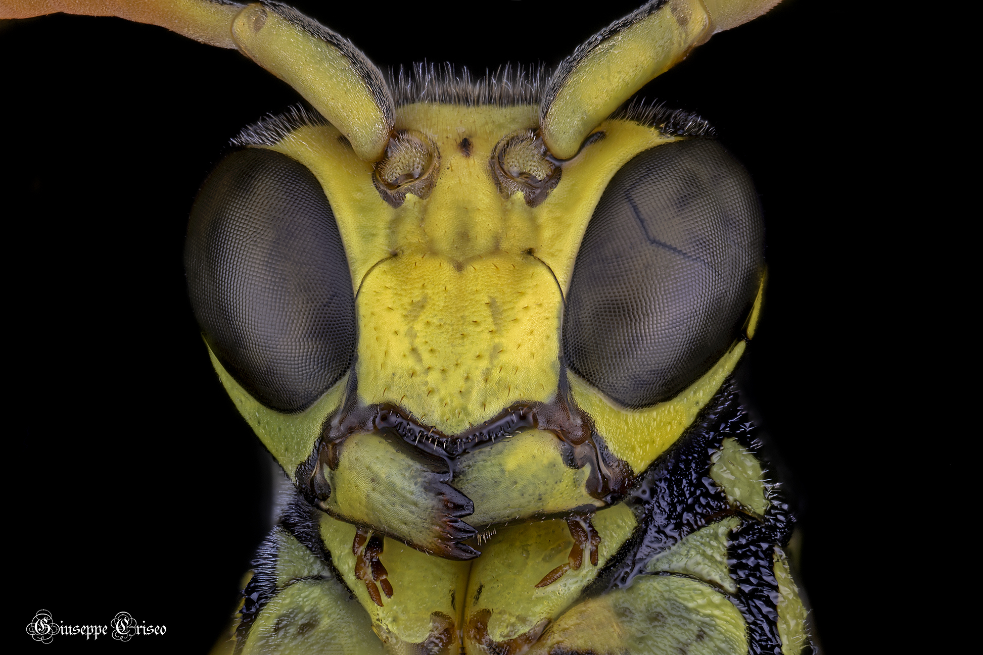 Polistes dominula, Vespidae